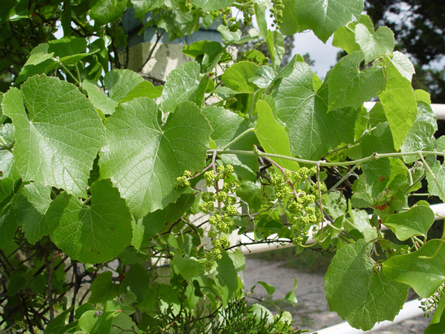 Vitis monticola (Sweet mountain grape) #14949
