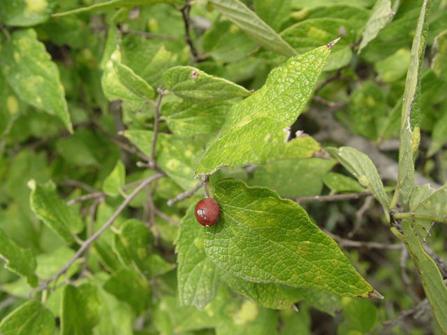 Celtis laevigata var. reticulata (Netleaf hackberry) #14951