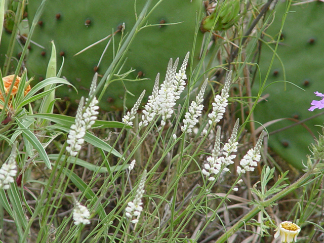 Polygala alba (White milkwort) #14959