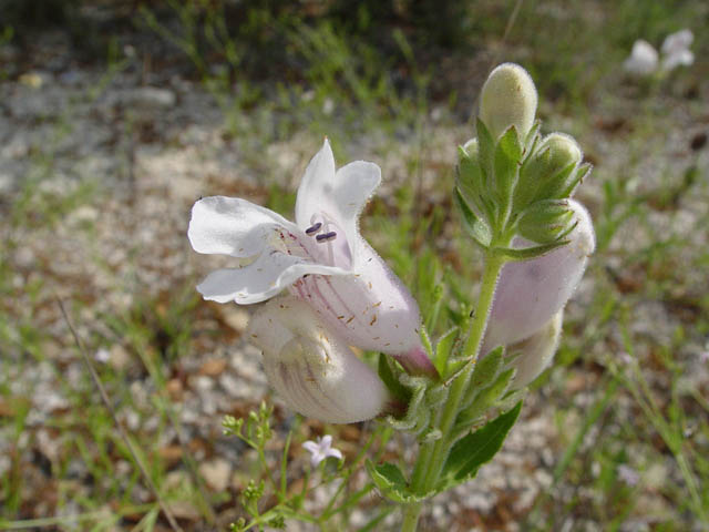 Penstemon cobaea (Prairie penstemon) #14964