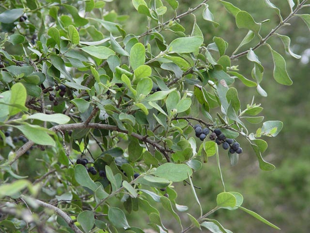 Garrya ovata ssp. lindheimeri (Lindheimer's silktassel) #14972
