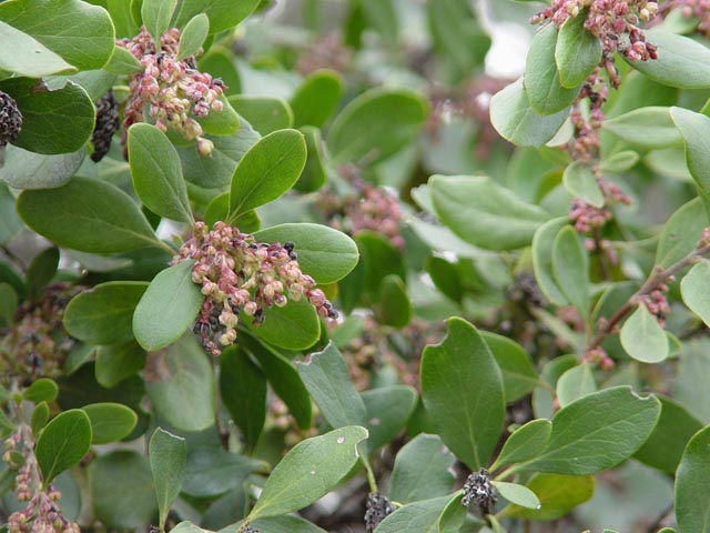 Garrya ovata ssp. lindheimeri (Lindheimer's silktassel) #14976