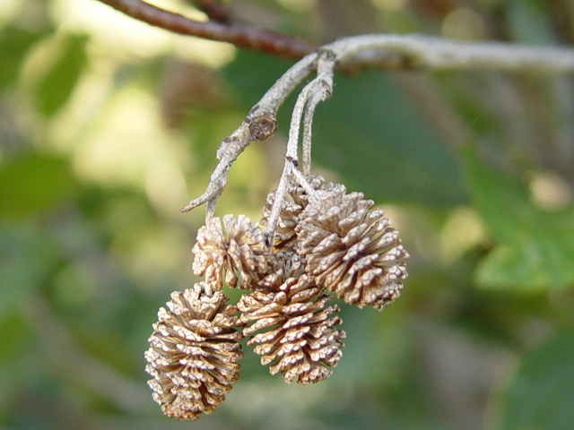 Alnus viridis ssp. sinuata (Sitka alder) #16919