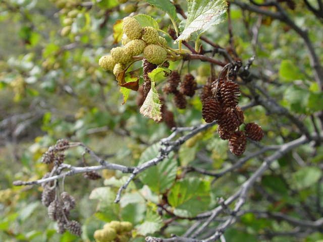 Alnus viridis ssp. sinuata (Sitka alder) #16921