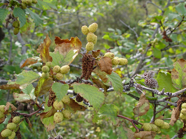 Alnus viridis ssp. sinuata (Sitka alder) #16922