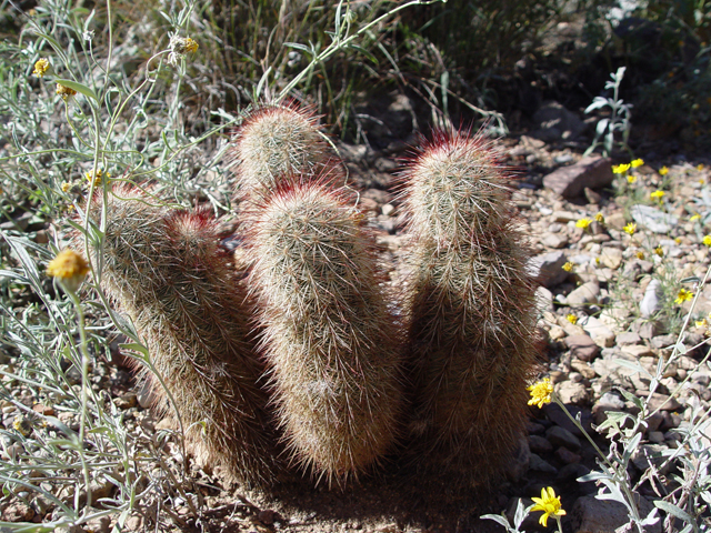 Echinocereus russanthus (Brownspine hedgehog cactus) #16940
