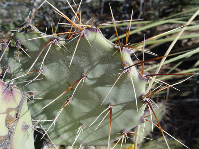 Opuntia ×spinosibacca (Spiny fruit prickly pear) #16942