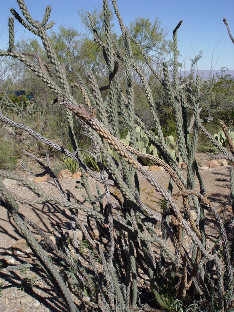 Cylindropuntia imbricata var. imbricata (Cane cactus) #16951