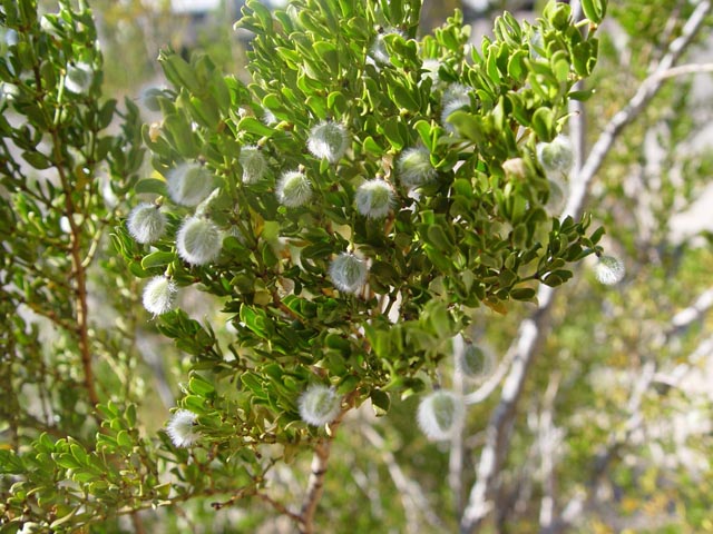 Larrea tridentata (Creosote bush) #16963