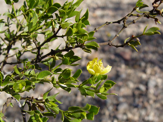 Larrea tridentata (Creosote bush) #16967