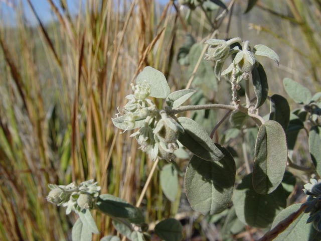 Croton pottsii var. pottsii (Leatherweed) #16969