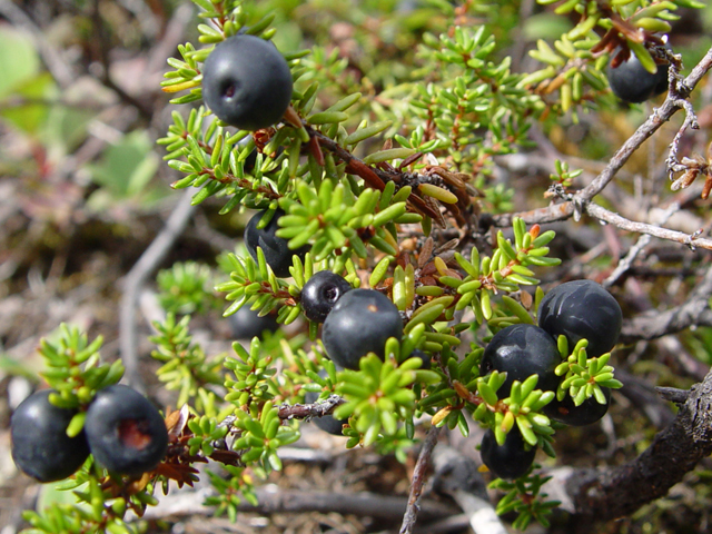 Empetrum nigrum (Black crowberry) #16970