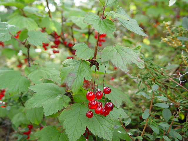 Ribes triste (Red currant) #16971