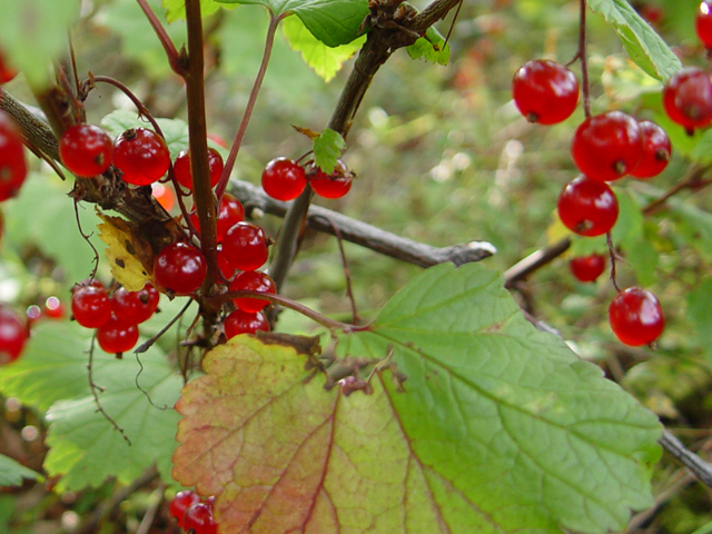 Ribes triste (Red currant) #16972