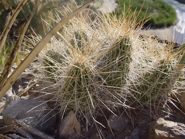 Echinocereus stramineus (Strawberry hedgehog cactus) #16982