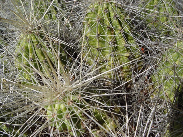 Echinocereus stramineus (Strawberry hedgehog cactus) #16984