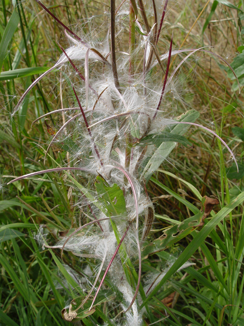Chamerion angustifolium ssp. angustifolium (Fireweed) #16987