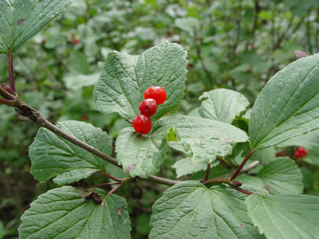 Viburnum edule (Squashberry) #16999