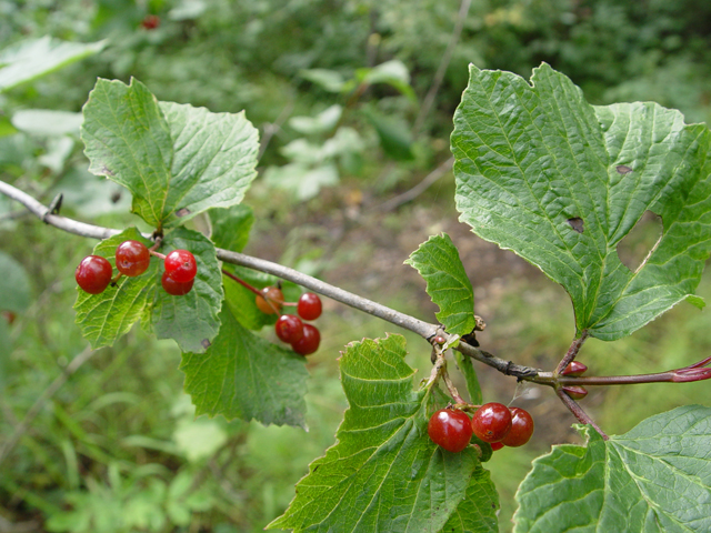 Viburnum edule (Squashberry) #17001