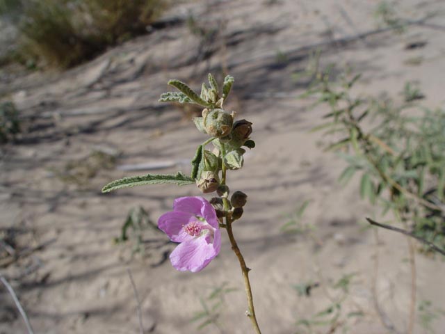 Sphaeralcea angustifolia (Narrowleaf globemallow) #17008