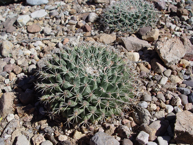 Mammillaria heyderi (Little nipple cactus) #17010