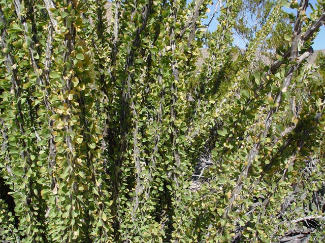 Fouquieria splendens (Ocotillo) #17020