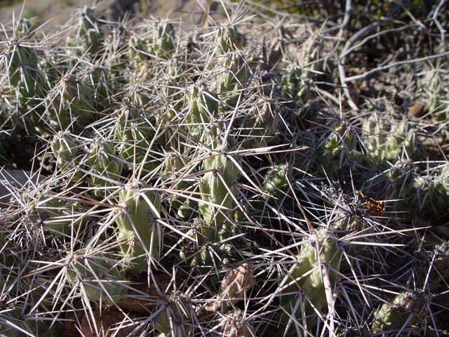 Cylindropuntia imbricata var. imbricata (Cane cactus) #17022