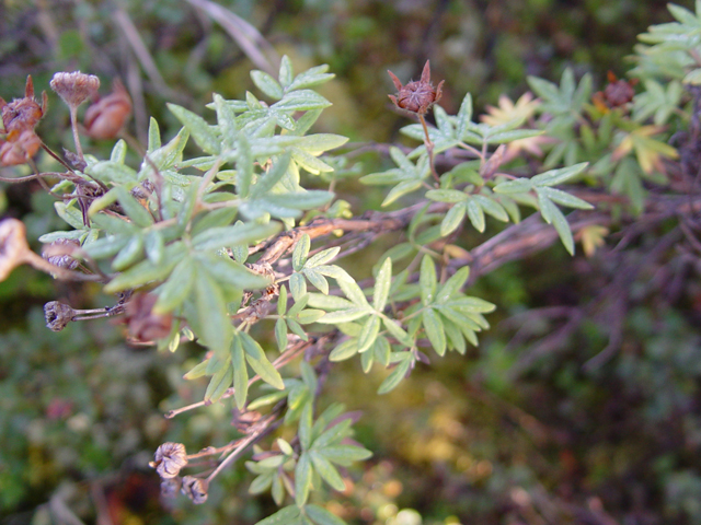 Dasiphora fruticosa ssp. floribunda (Shrubby cinquefoil) #17026