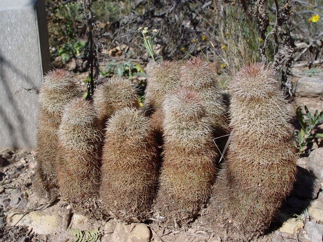 Echinocereus dasyacanthus (Texas rainbow cactus) #17034