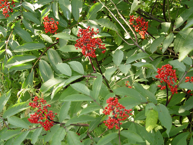 Sambucus racemosa (Red elderberry) #17037
