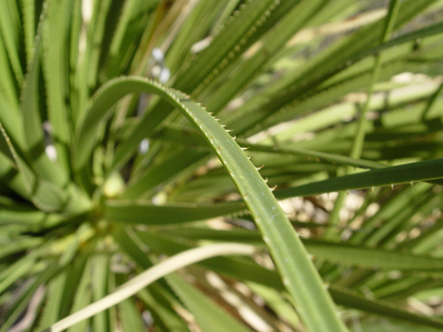 Dasylirion leiophyllum (Green sotol) #17041