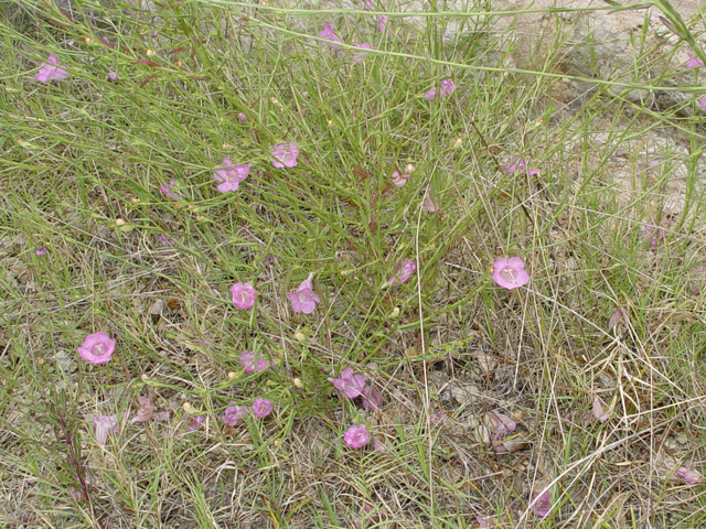 Agalinis heterophylla (Prairie agalinis) #19560