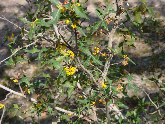 Mahonia trifoliolata (Agarita) #19561