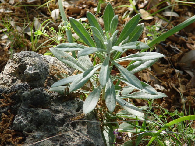 Pseudognaphalium obtusifolium ssp. obtusifolium (Blunt-leaf rabbit-tobacco) #19571