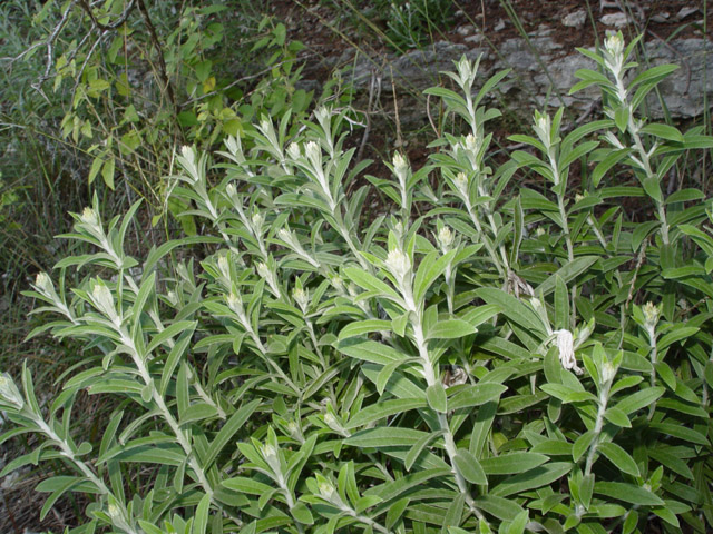 Pseudognaphalium obtusifolium ssp. obtusifolium (Blunt-leaf rabbit-tobacco) #19573