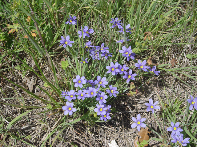 Sisyrinchium langloisii (Roadside blue-eyed grass) #19592