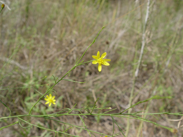 Amphiachyris dracunculoides (Prairie broomweed) #19601