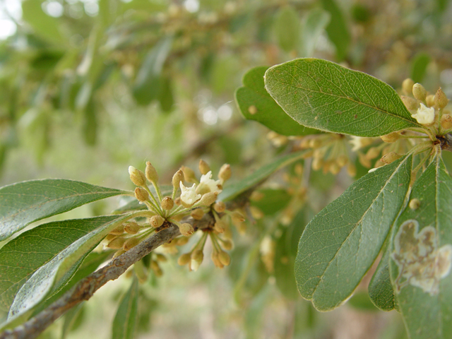 Sideroxylon lanuginosum ssp. rigidum (Gum bully) #19607