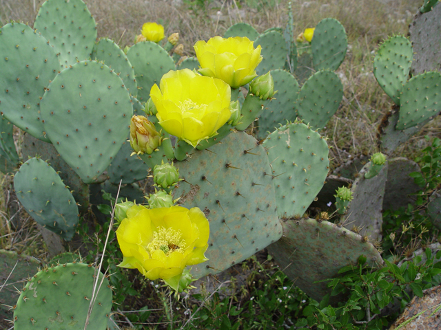 Opuntia engelmannii (Cactus apple) #19623