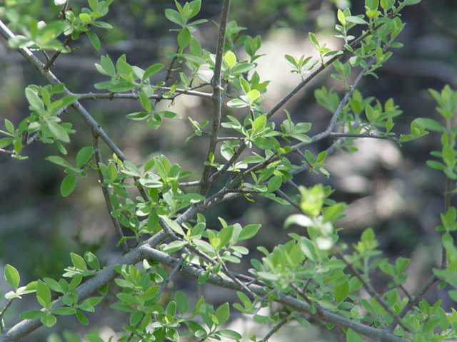 Forestiera pubescens (Elbow bush) #19670