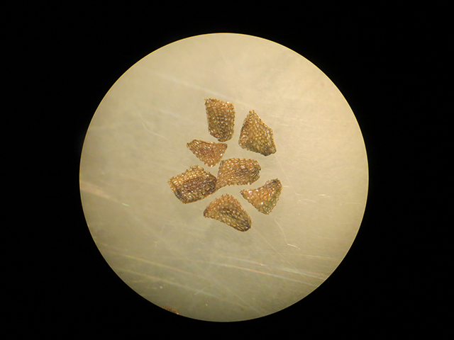 Agalinis calycina (Leoncita false foxglove) #89901
