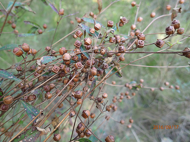 Ludwigia alternifolia (Seedbox) #89904