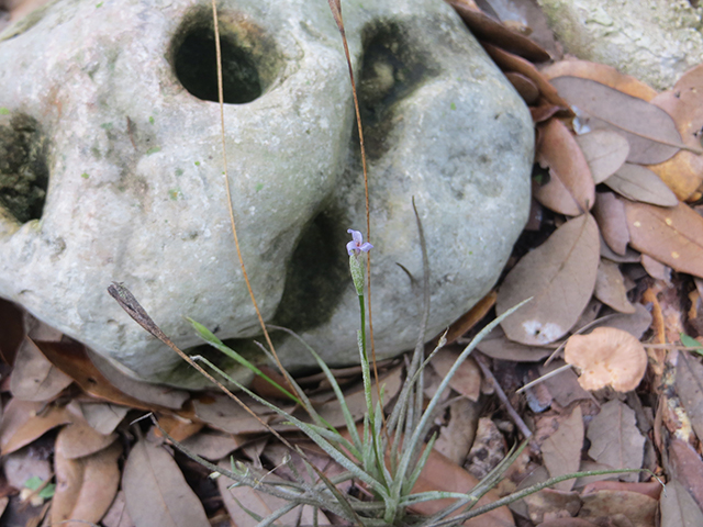Tillandsia recurvata (Small ball moss) #89909
