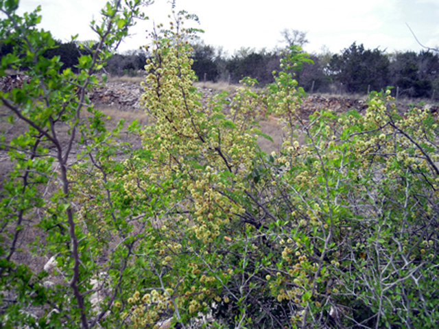 Senegalia roemeriana (Roemer acacia) #31260