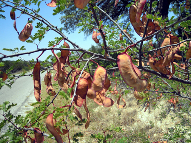 Senegalia roemeriana (Roemer acacia) #31261