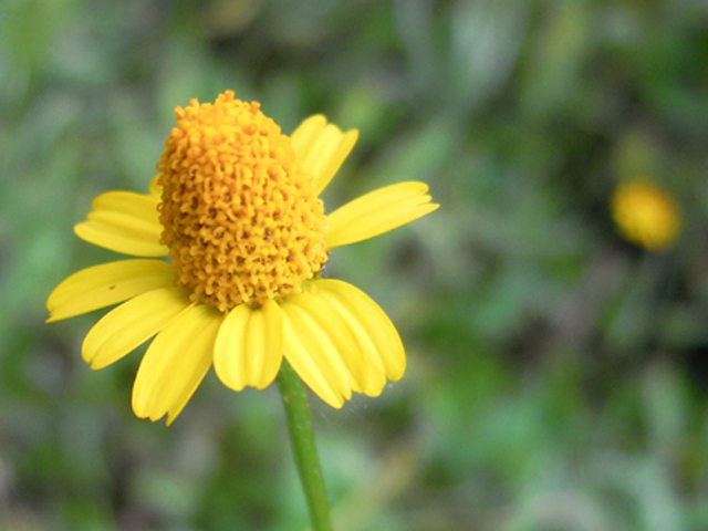Acmella oppositifolia var. repens (Oppositeleaf spotflower) #31264