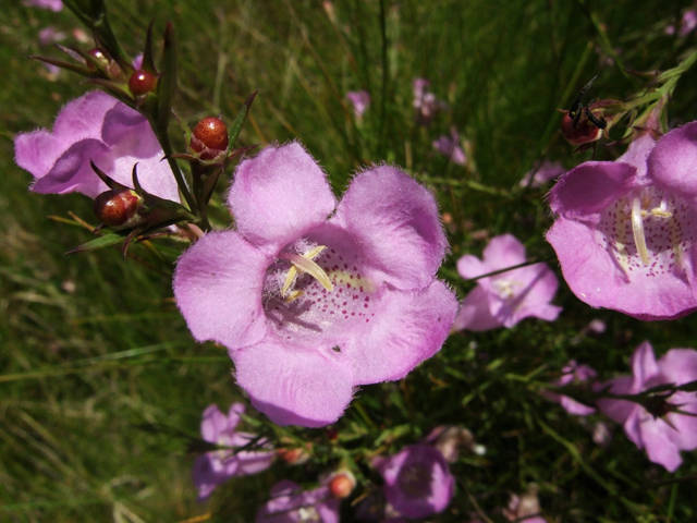Agalinis heterophylla (Prairie agalinis) #31269