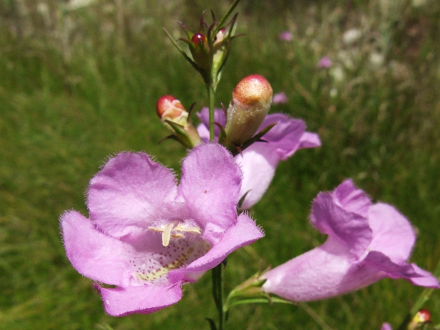 Agalinis heterophylla (Prairie agalinis) #31270