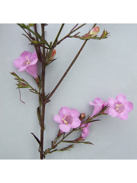 Agalinis heterophylla (Prairie agalinis) #31271