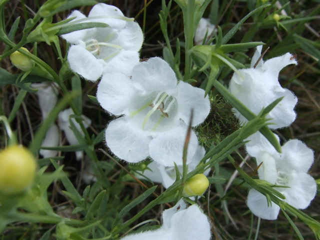 Agalinis heterophylla (Prairie agalinis) #31272